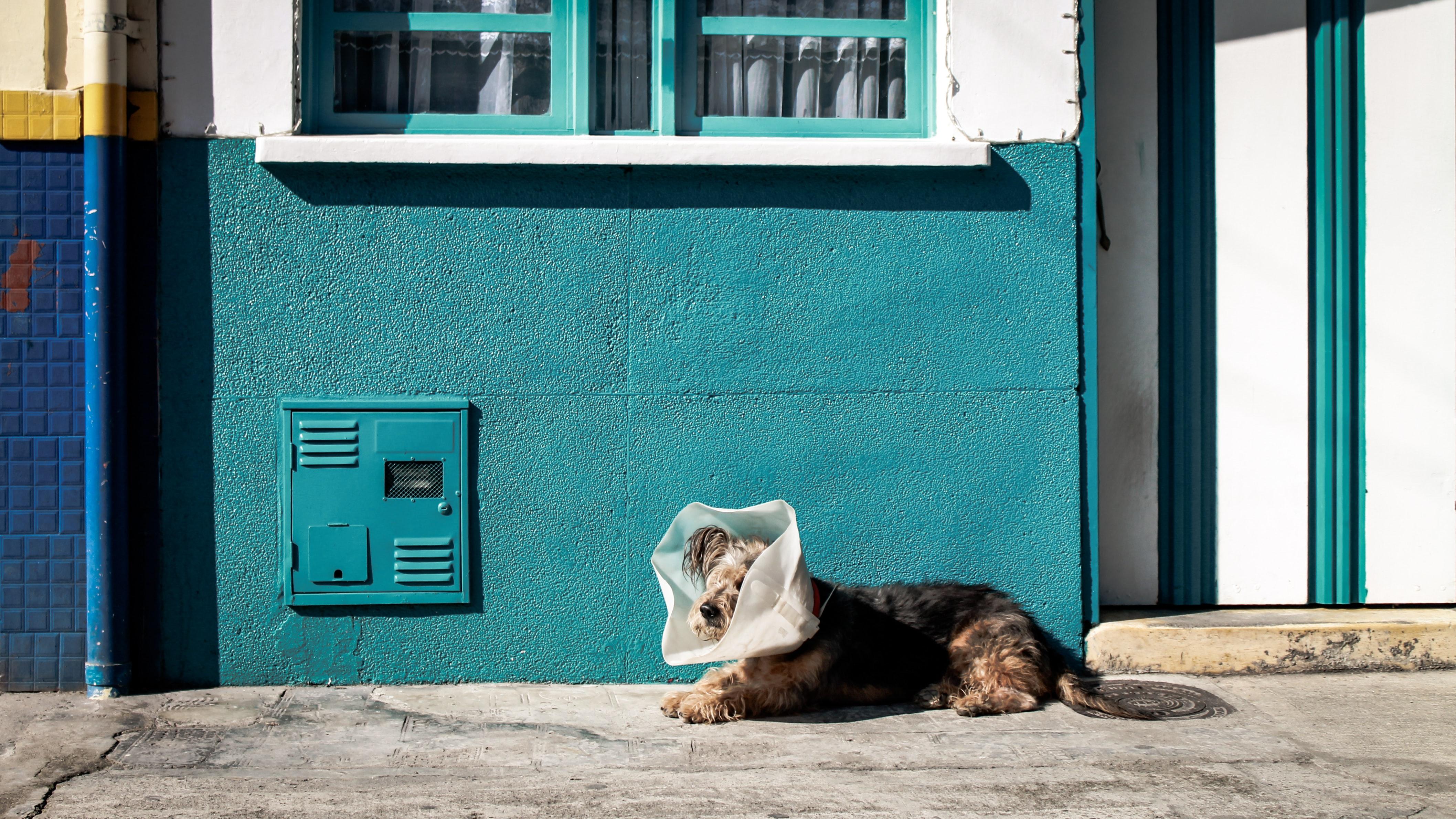 veterinarians