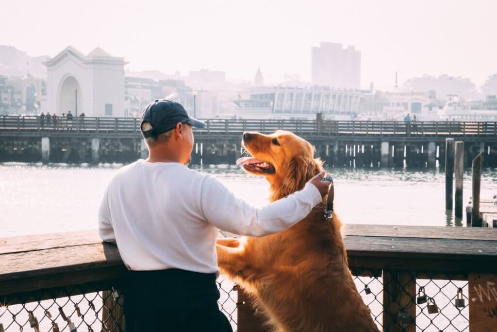 Veterinary-Virtual-Healthcare-Assistants